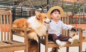 Nông trại cún Puppy farm Đà Lạt siêu dễ thương với nhiều giống quý hiếm