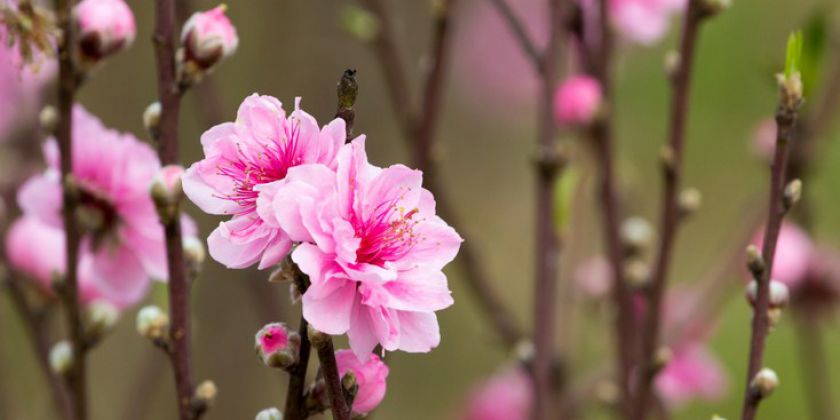 Peach-flower-background-