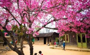 DU LỊCH ĐÀ LẠT THÁNG 1 ĐI ĐÂU ĐẸP, ĂN GÌ NGON VÀ MỚI NHẤT 2023