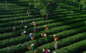 Đồi chè Cầu Đất farm Đà Lạt review và chia sẻ tất tần tật