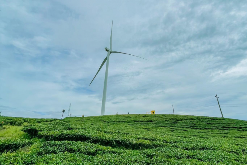 Đồi Chè Cầu Đất - địa điểm Sống ảo Siêu Thơ Tại Đà Lạt