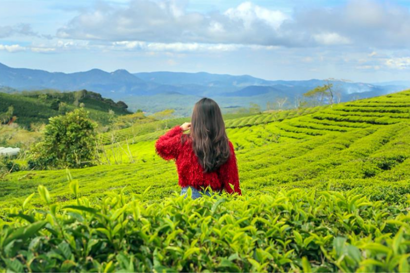 Hướng Dẫn Chi Tiết Khám Phá đồi Chè Cầu Đất Hướng Dẫn Chi Tiết Khám Phá đồi Chè Cầu Đất