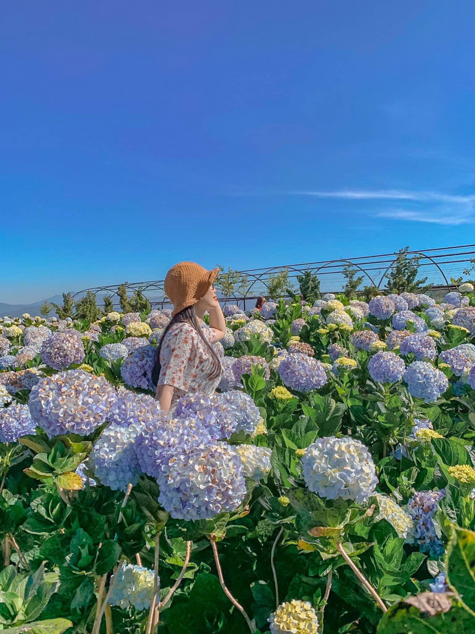 tour săn mây Đà Lạt - trải nghiệm cánh đồng hoa cẩm tú cầu Đà Lạt -tatravel.vn-01